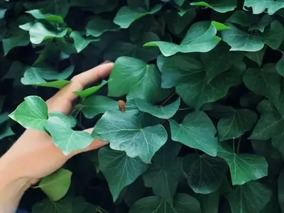 Secretos para una Jardinería Placentera y Exitosa