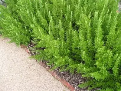 Secretos para Establecer un Seto Vibrante y Saludable en tu Jardín