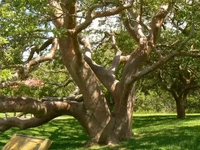 Guía Definitiva para la Selección de Árboles en tu Jardín