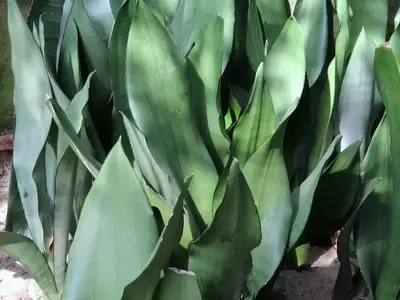 Sansevieria: La Planta Ideal para un Hogar Resplandeciente y de Bajo Mantenimiento