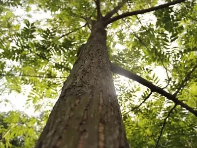 Guía Definitiva para Plantar Árboles de Gran Porte