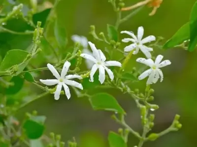 Secretos para el Cultivo Exitoso del Jazmín en Casa