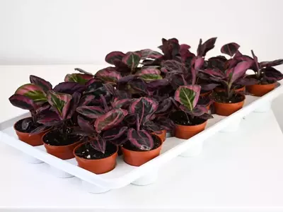 Calathea Red Mojo: Un Toque Exótico y Vibrante para su Hogar