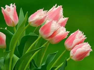 Guía Definitiva para el Cultivo Exitoso de Tulipanes