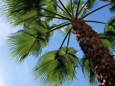 Guía Completa para el Cultivo y Cuidado de Palmeras