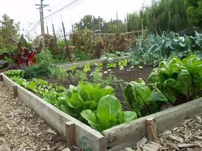 Cultivo Ecológico en Casa: Una Guía Esencial para tu Huerto Casero