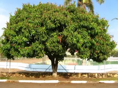 Guía Esencial para el Cultivo de Árboles de Mango en Diversos Climas