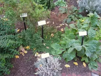 Crea Tu Propio Rincón de Bienestar Natural con Plantas Medicinales