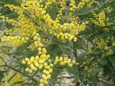 Las Acacias: Adaptabilidad y Resiliencia en el Paisaje y la Economía Local
