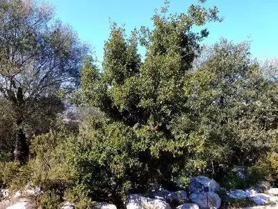 La Coscoja: Un Arbusto Resiliente del Mediterráneo con Diversos Usos