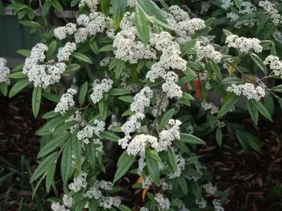 Cotoneaster: Un Arbusto Versátil y Resistente para Todo Jardín
