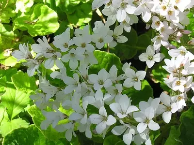 Descubre la Fascinante Corona Nupcial: Belleza y Cuidado en tu Jardín
