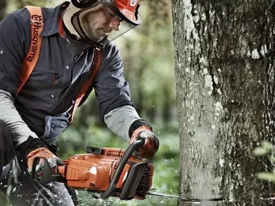 Tala de Árboles en Jardines: Una Guía Completa para un Proceso Seguro y Responsable