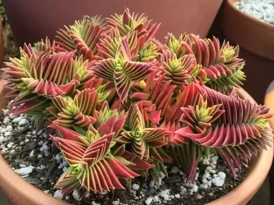 Crassula capitella: La Suculenta del Dinero y sus Secretos