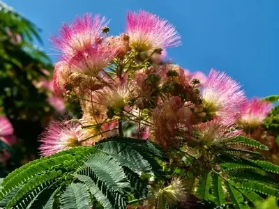 El Fascinante Mundo Secreto de las Plantas: Revelando Hechos Sorprendentes