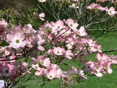 Descubriendo el Cornejo Florido: Un Árbol Excepcional para tu Jardín