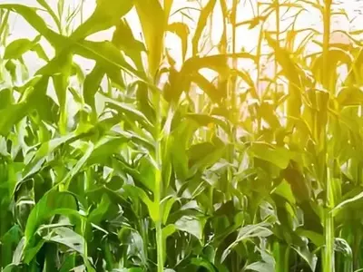 Impacto Político en la Producción de Maíz en EE.UU.: Un Riesgo del 70%