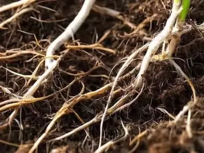 El Auge Sostenible: Cultivos de Cobertura Transforman la Agricultura en EE. UU.