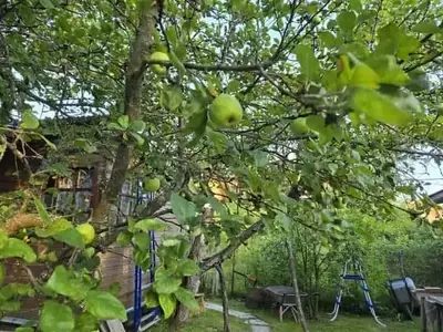 Recuperación Post-Cosecha: Estrategias Integrales para la Salud Arborícola