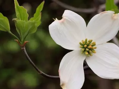 Explorando la Diversidad y el Cuidado del Género Cornus: Un Arbusto Versátil para Tu Jardín