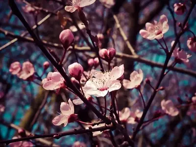 El Almendro: Una Joya de la Naturaleza con Múltiples Facetas