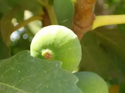 Guía Definitiva para el Cultivo Óptimo de la Higuera: Secretos de Plantación y Cuidado
