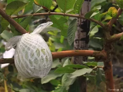 Mejora la Cosecha: Guía Completa del Embolsado de Frutas para Jardineros