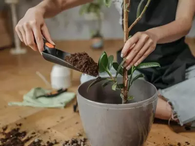 Guía Completa para la Nutrición Esencial de tus Plantas