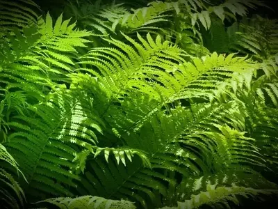 El Fascinante Origen y Evolución de las Plantas en la Tierra