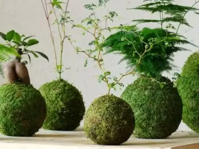 El Fascinante Mundo del Kokedama: Arte y Naturaleza en tu Hogar