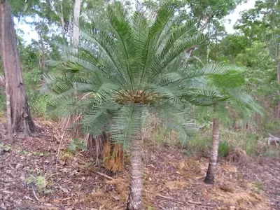 Secretos de Riego para Cycas Saludables