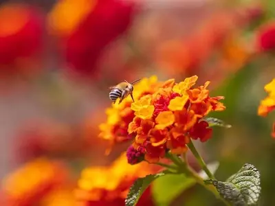 Flores Clave para la Supervivencia de las Abejas Polinizadoras