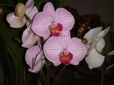 El Arte de Regar Orquídeas: Guía Esencial para un Cuidado Óptimo