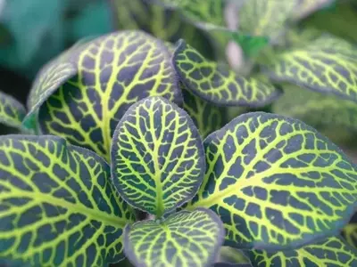 Riego de Plantas de Interior en Invierno: Guía Completa