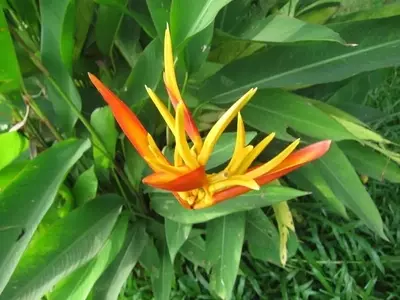 Guía Completa para el Cultivo de la Caña de Indias: Época Ideal y Cuidados Esenciales