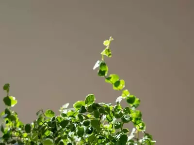 Ficus Pumila: La Guía Definitiva para su Cultivo Exitoso