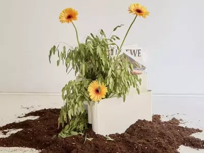 Un Oasis Floral en Otoño: Descubre las Especies que Desafían al Frío