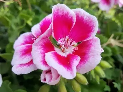 La Poda Estratégica de Geranios y Gitanillas para una Floración Exuberante