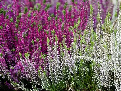 Brezo: Guía Completa para su Cultivo Exitoso y Floración Vibrante