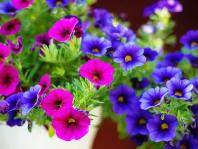 Florecimiento Estival: Un Espectáculo de Color y Vida en tu Jardín
