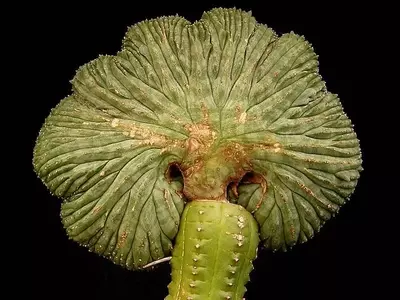 Secretos para el Cuidado Óptimo de Plantas Injertadas