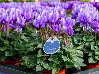 La Revolución Azul en el Jardín: Descubriendo el Cyclamen Persicum Dragon F1