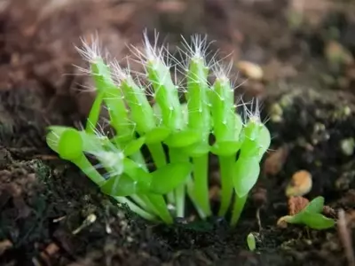 Guía Completa para la Siembra de Cactus: Cuándo y Cómo Hacerlo
