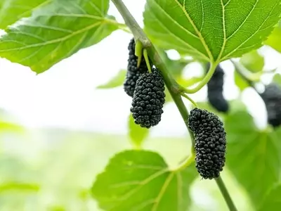 El Poder Oculto de la Hoja de Morera: Tradición y Ciencia se Unen