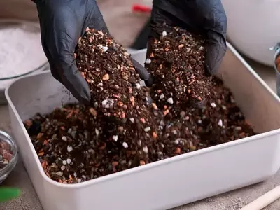 La Elección Fundamental del Sustrato para Bonsáis: Una Guía Esencial para el Cultivo Óptimo