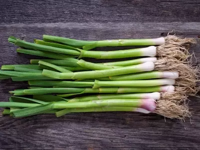 Cultivo de Puerros: Guía Completa para una Cosecha Exitosa