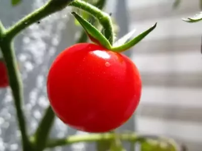Guía Definitiva para el Cultivo de Tomates: Desde la Siembra hasta la Cosecha Exitosa