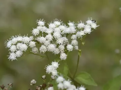 El Peligro Oculto en la Belleza: Conociendo las Plantas Venenosas