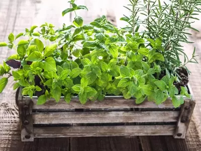Guía Completa para el Cultivo de Plantas Aromáticas: Siembra, Cuidado y Variedades Esenciales