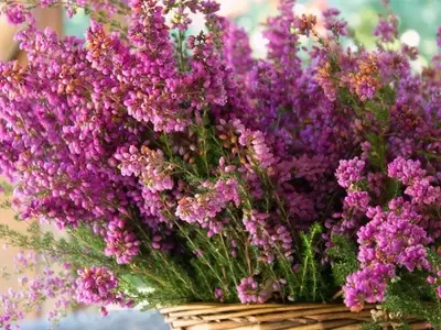 Cultivo Exitoso de Plantas Acidófilas: Secretos para un Jardín Vibrante